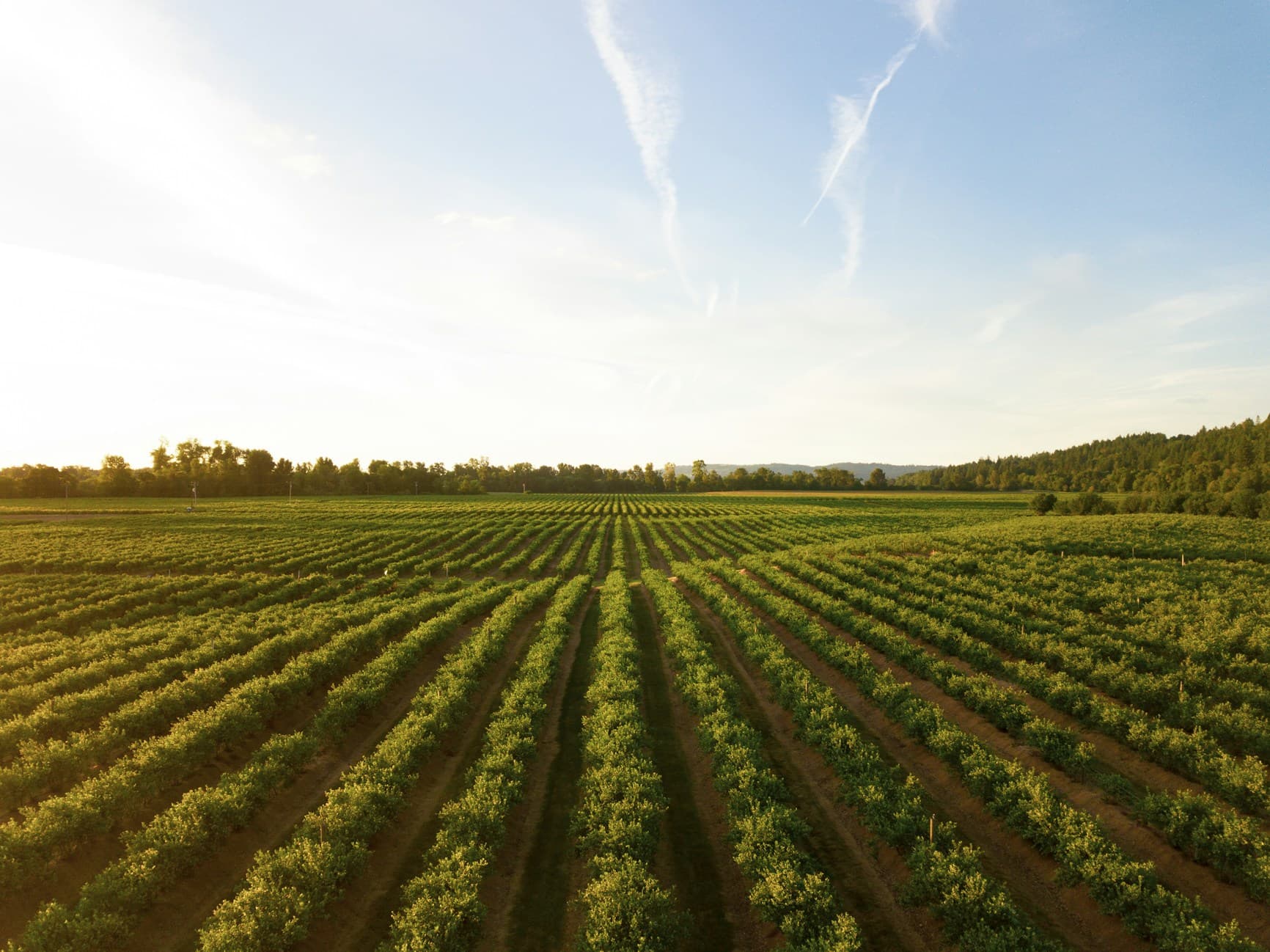 Food for Resilience